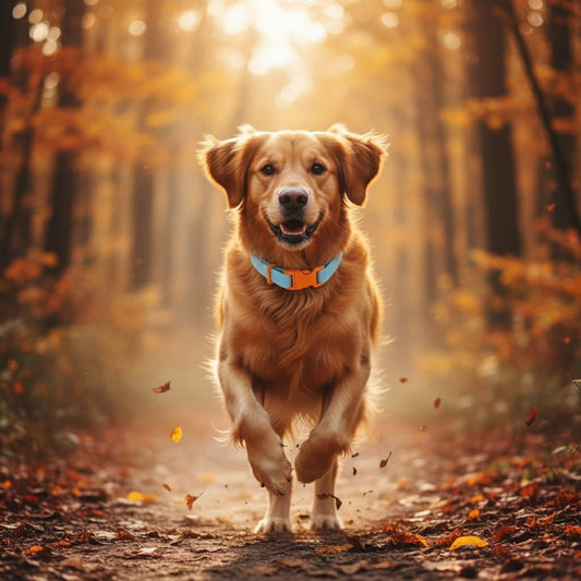 🍂 Warum PVC-Halsbänder im Herbst punkten - Tierstil
