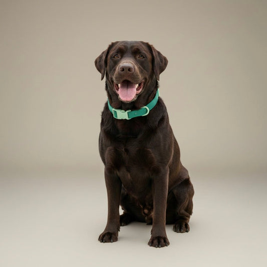 ALWAYS CLEAN – Halsband - Tierstil