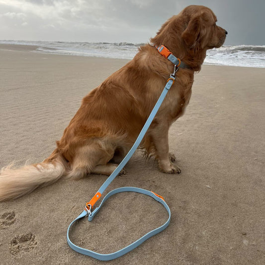 ALWAYS CLEAN Halsband & Leine – Für jeden Spaziergang - Tierstil