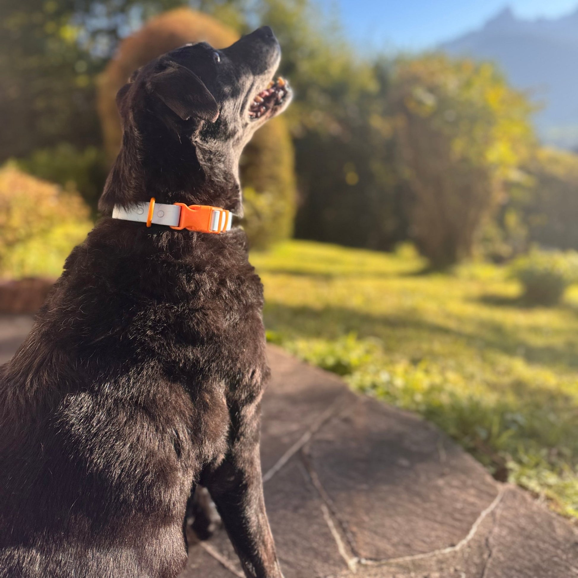 EasyClean Walk Set – Halsband & Leine - Tierstil