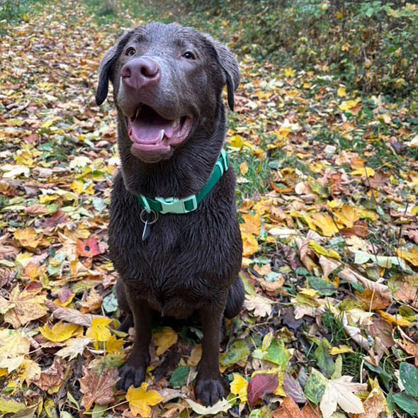 EasyClean Walk Set – Halsband & Leine - Tierstil