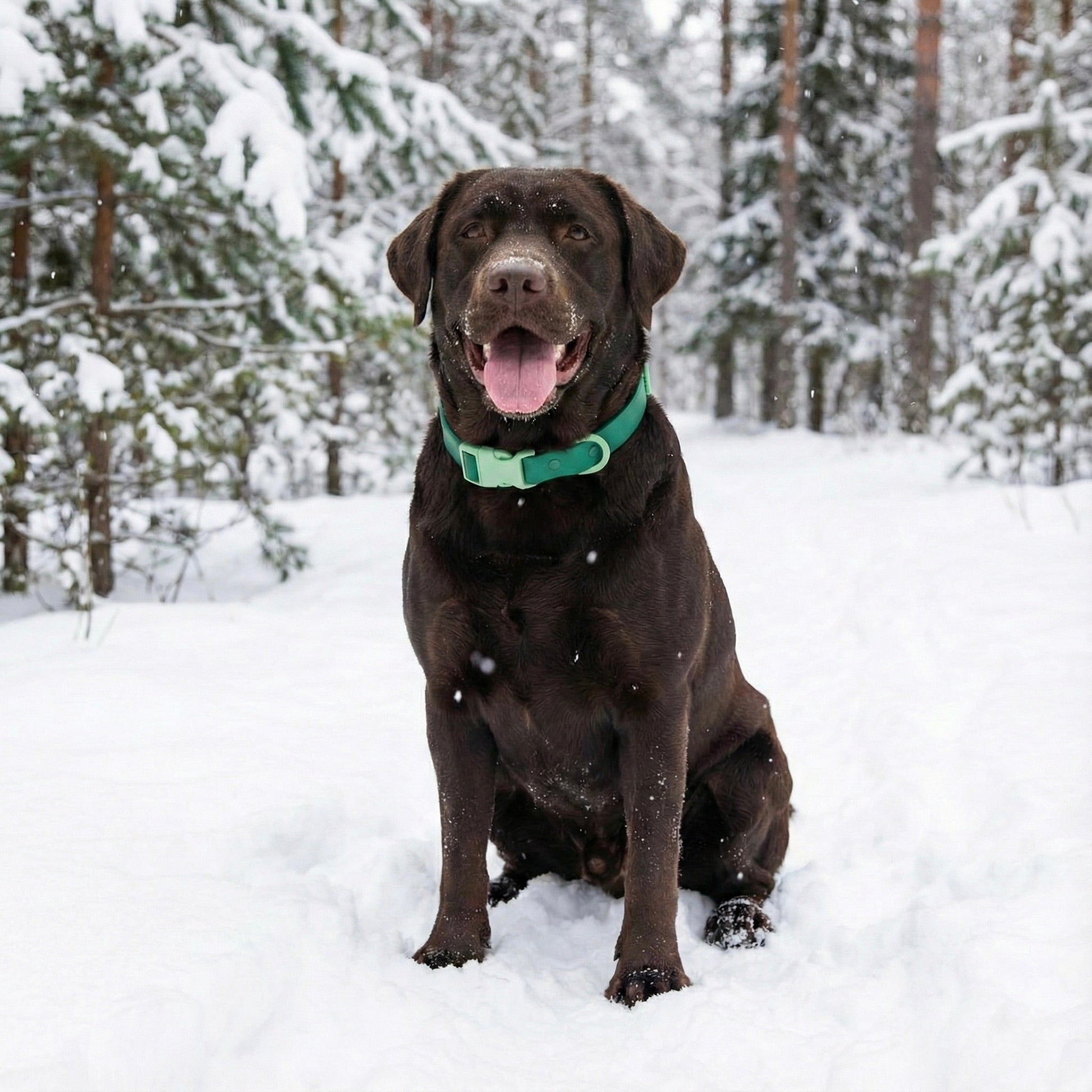 EasyClean Walk Set – Halsband & Leine - Tierstil