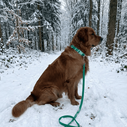 EasyClean Walk Set – Halsband & Leine - Tierstil