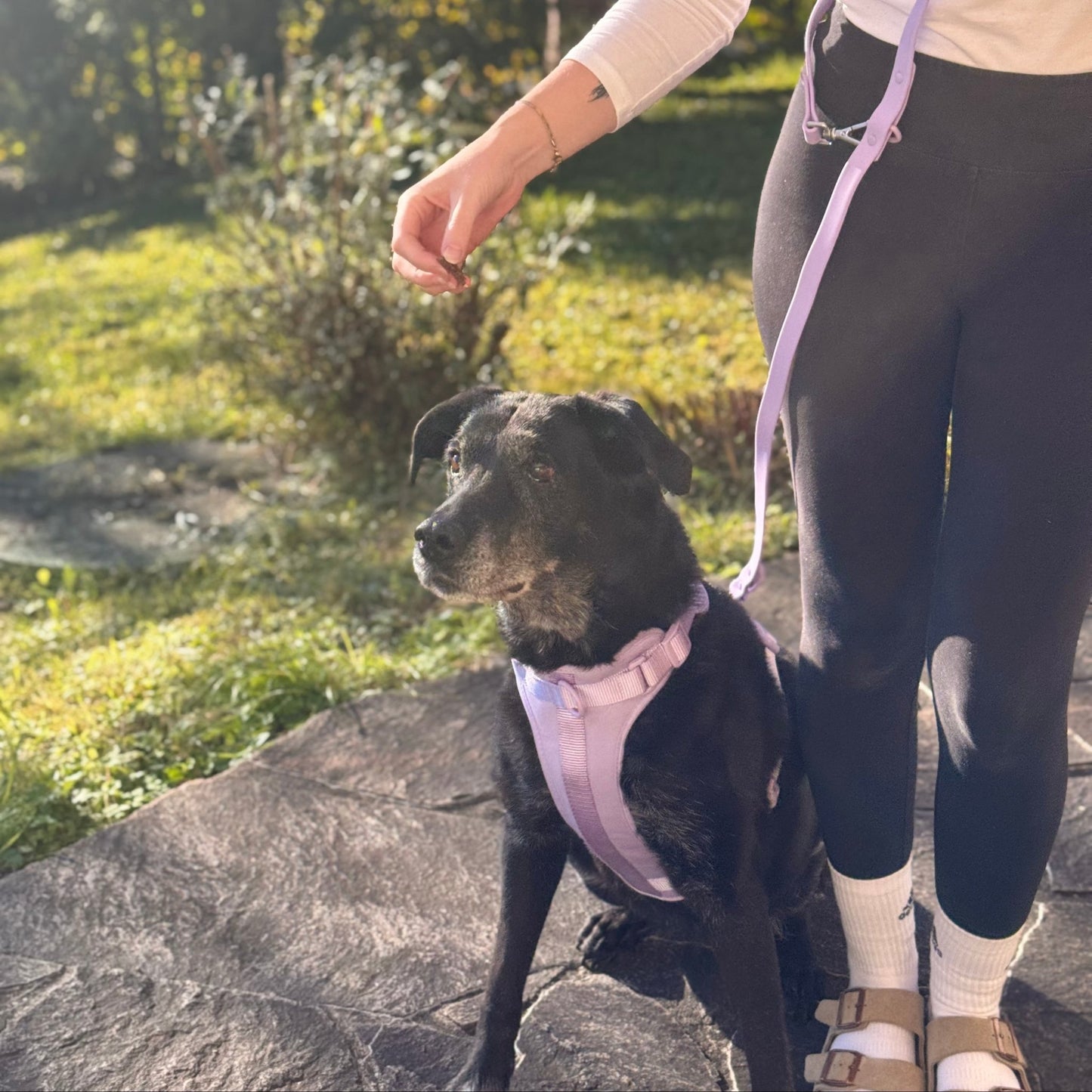 Hundegeschirr Set – inkl. Leine & Beutelhalter - Tierstil