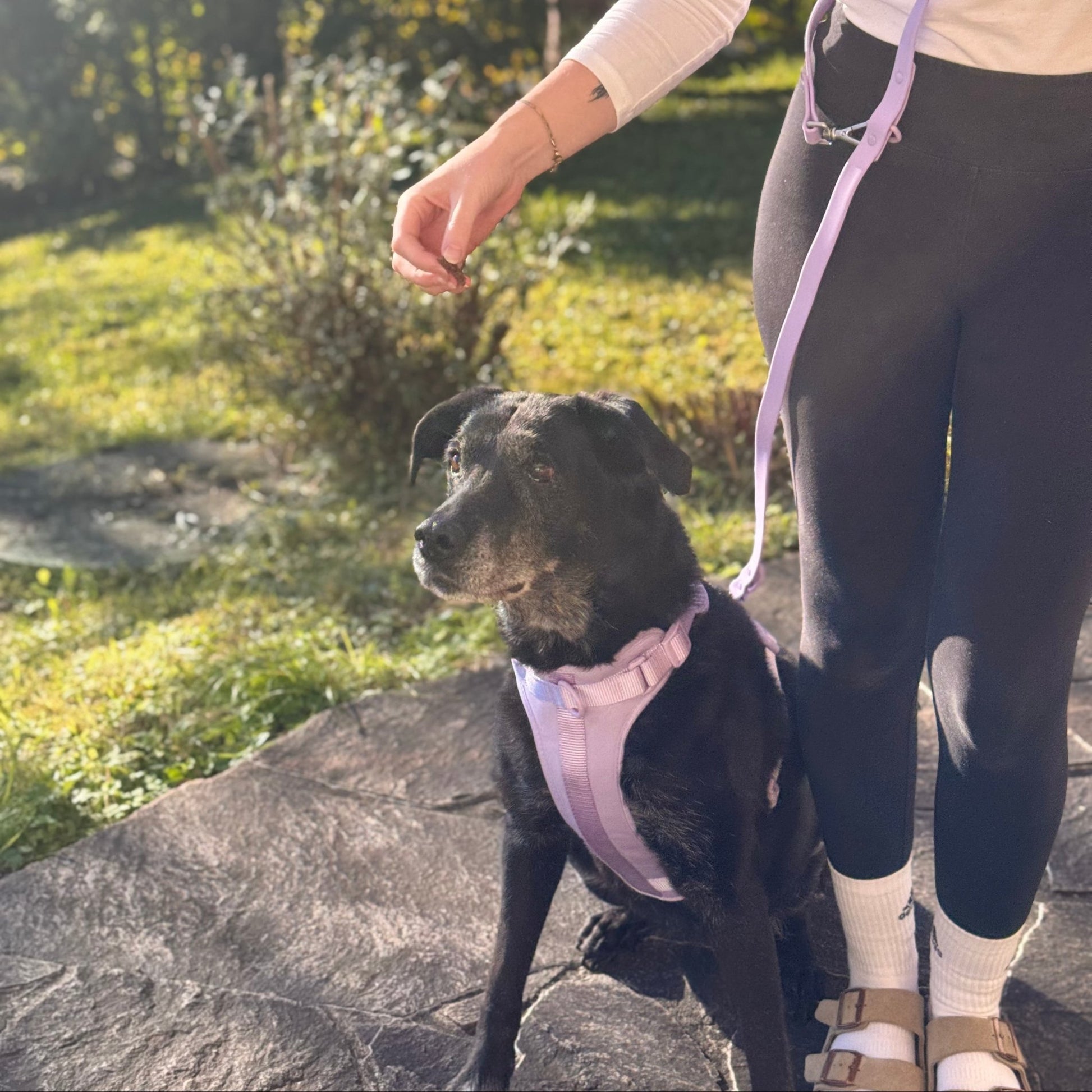 Hundegeschirr Set – inkl. Leine & Beutelhalter - Tierstil