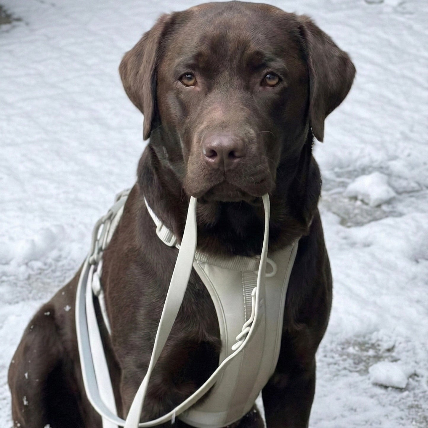 Hundegeschirr Set – inkl. Leine & Beutelhalter - Tierstil