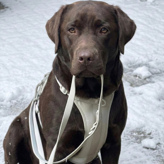 Hundegeschirr Set – inkl. Leine & Beutelhalter - Tierstil